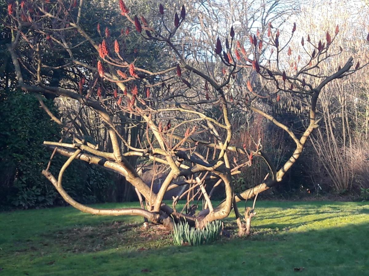 Un Grand Jardin En Ville. Chez Guy Uccle ภายนอก รูปภาพ